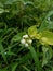 Green, flora, tree