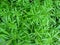 Green floral background of the Galium aparine - top view