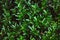 Green floral background. Juicy fresh greens of succulents. Green leaves texture of plant carpet