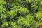 Green floral background texture. Yew or Taxus baccata branches close-up at winter season