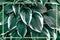 Green Floral Hosta leaves background or layout of ornamental plant for landscaping park and garden design with creative