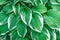 Green Floral Hosta leaves background of ornamental plant for landscaping park and garden design