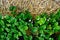 Green floral pattern, saturated strawberry leaves and tiny white flowers mulched with straw