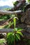 Green flower - Arisaema tortuosum, the whipcord cobra lily. Nepal