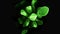 A Green Flower With Black Background