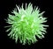 Green flower, black isolated background with clipping path. Closeup. Aster.