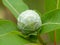 Green Flower Bud With White Fuzz