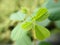 Green flower buds bouquet of weed, macro