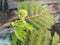 Green flower buds of White popinac, Leucaena, Lead tree, Horse tamarind