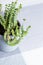 Green flower, Crassula Nealeana, rare succulent plant in a grey pot, home interior decoration concept