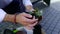 Green flower in the hands of a manager after being fired