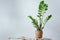 Green flower houseplant zamiokulkas or dollar tree growing in clay brown pot standing on natural fabric isolated on white