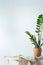 Green flower houseplant zamiokulkas or dollar tree growing in clay brown pot standing on natural fabric isolated on white