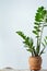 Green flower houseplant zamiokulkas or dollar tree growing in clay brown pot standing on natural fabric isolated on white textural