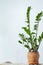 Green flower houseplant zamiokulkas or dollar tree growing in clay brown pot standing on natural fabric isolated on white textural