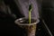 green flower plant lighting yellow glass leaf produce light drink darkness food bottle branch