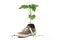 Green flower planted in boots. The plant grows from sneakers