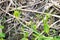 Green flower in Puerto Madero and branches and dirt background