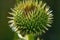 Green flower thorn in the field