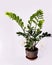 Green flower of the Zamiokulkas houseplant or Dollar tree growing in a brown clay pot on a white background