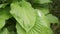 Green flowerbed tropical plants after heavy rain storm with water drops, rain storm close up abstract natural background