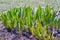 Green flowerbed with young daylily