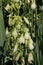 `Green-flowered Galtonia` flowers - Galtonia Viridiflora