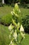 `Green-flowered Galtonia` flowers - Galtonia Viridiflora