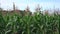 Green flowering corn sways in the wind against the blue sky. Agriculture.