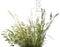 Green flowering grass - isolated on a white background