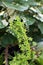 A Green Flowering Stem of  Pineapple Lily Plant