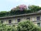 A green and flowering terrace on an ancient building to Milan in Italy.