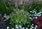 Green Flowering Tiarella wherryi Starburst and White daisies in the garden