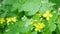 Green,flowering tree celandine.Little yellow flowers.Closeup shot.