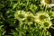 Green flowers of blooming coneflowers or jewel Echinacea, copy space