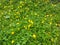 Green flowers creeping on the ground and these little yellow flowers grow like grass but are very beautiful when  in the garden