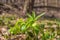 Green flowers of hellebores, Helleborus odorus