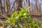 Green flowers of hellebores, Helleborus odorus