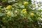 Green flowers on tree branches Viburnum opulus