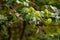 Green flowers on tree branches Viburnum opulus, soft focus