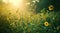 a green and flowery field with sunlight in the background