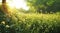 a green and flowery field with sunlight in the background