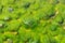 Green fluffy algae in shallow water which are agitated by a current