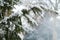 Green fluffy branches of spruce with needles covered with white snow, natural background, concept of weather, winter, frost and