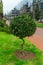 green fluffy bush with spiral trunk in a park , landscape design concept