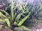 Green fluffy plant natural botanical with long leaves like spines unusual rare exotic tropical from hot countries flora with rays