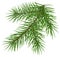 Green fluffy spruce branch accessory symbol christmas