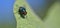 A green fly on the eggplant leaf, Common green bottle fly