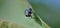 A green fly on the eggplant leaf, Common green bottle fly