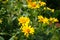 Green fly Lucilia on a Heliopsis flower in the garden. Lucilia is a genus of blow flies in the family Calliphoridae. Berlin